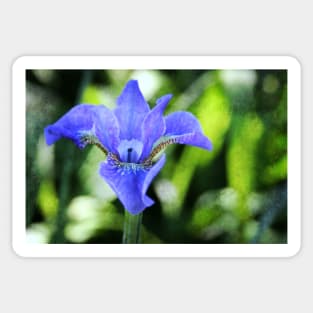 Textured Blue Iris Sticker